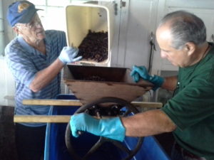 Mike Pigeon pours the de-stemmed Cabernet Sauvignon into the wine press for crushing. The winemaker, John Campanini, provides the muscle.